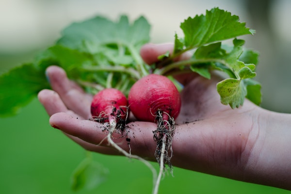 Our debt advice is to save money where possible - like with a vegetable garden.