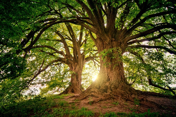 American Consumer Credit Counseling wishes you a happy Arbor Day!