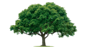 American Consumer Credit Counseling wishes you a happy Arbor Day! 