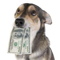 Money-Dog