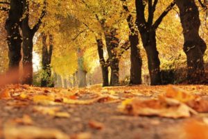 Fall Season Fun on a Budget