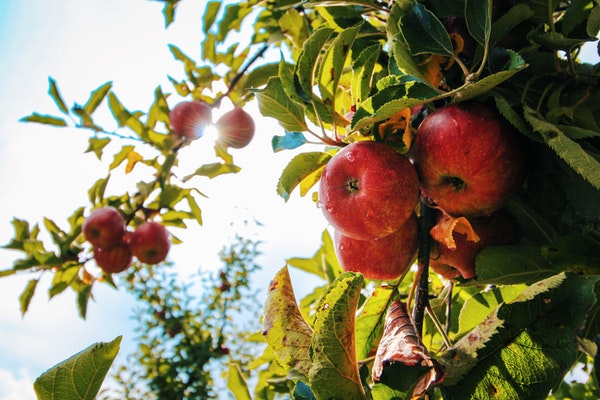 If you're managing debt, try these cheap fall meals!