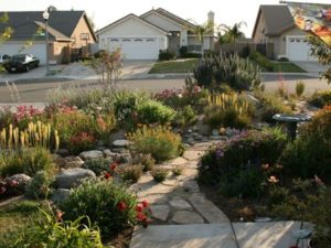 Drought tolerant yard in California